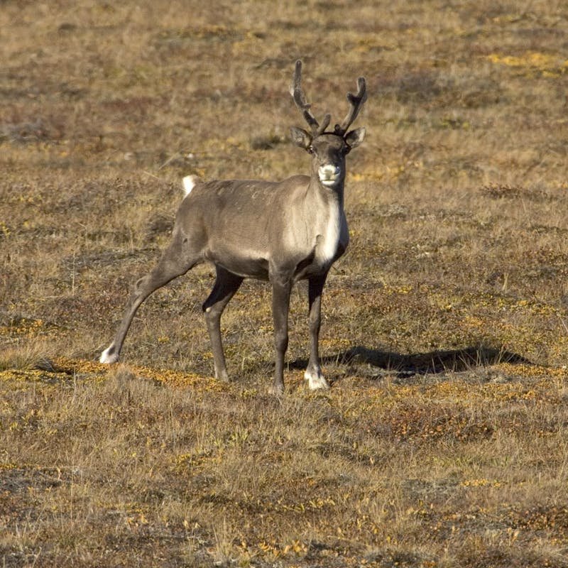 caribou