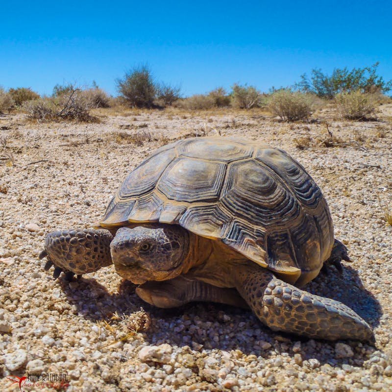 Mojave Desert Tortoise