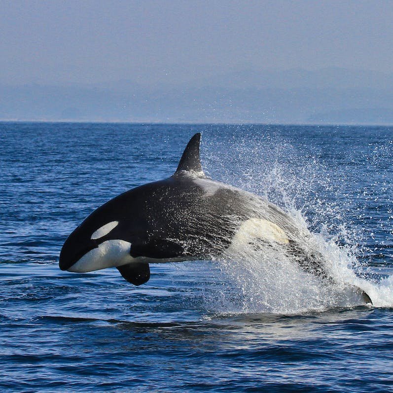 A Transient orca jumps out of the water, making an arch with its body. It's back half and tail are almost completely covered with a white wave, splash.