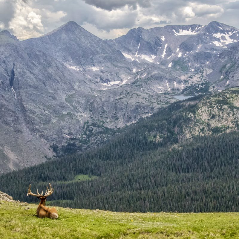 elk landscape