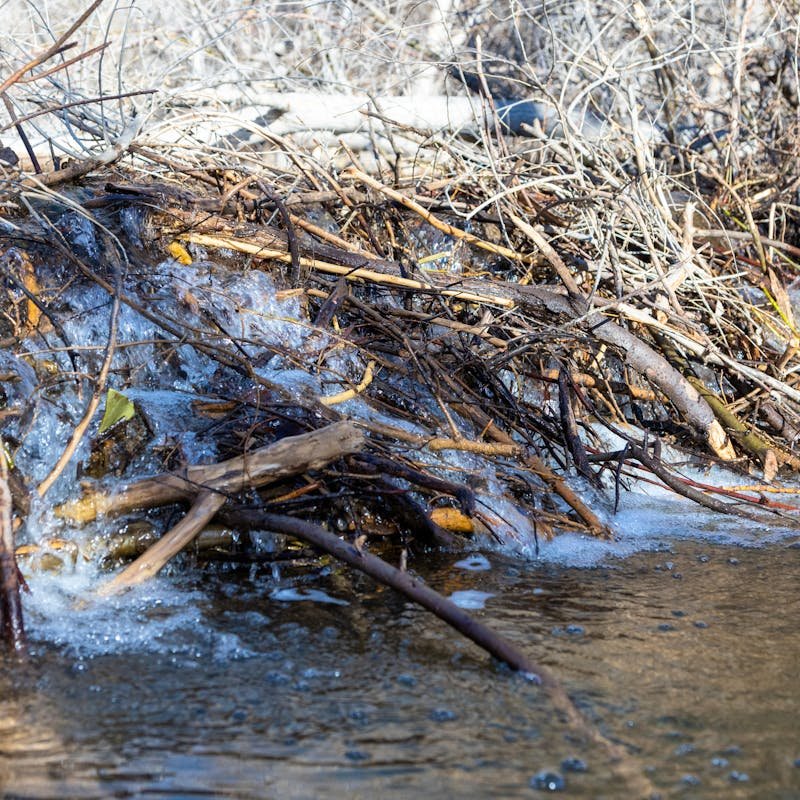 2023.03.14 - Beaver Dam - New Mexico - Running Wild Media (2).jpg
