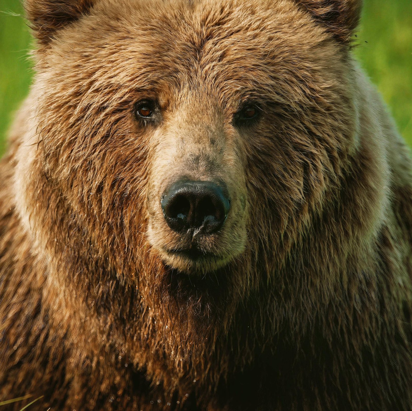 Bear facing forward