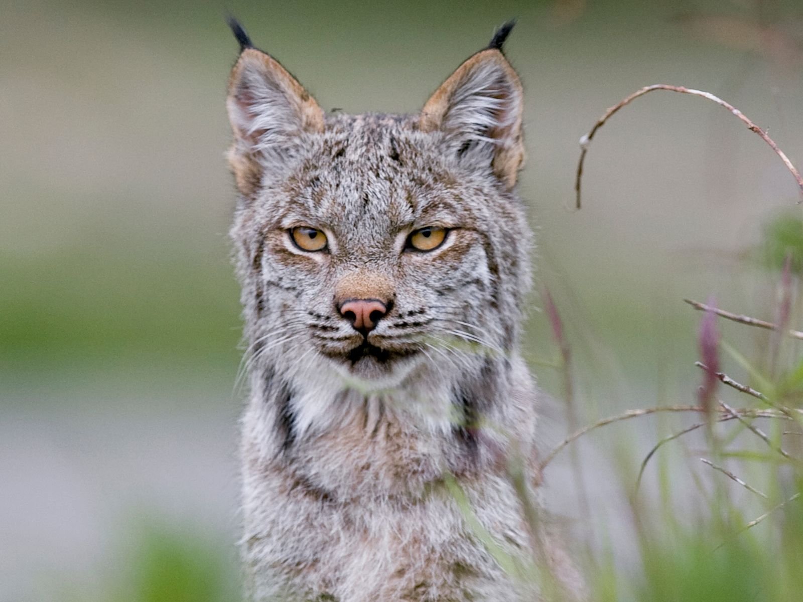 A lynx in Denali National Park and Preserve watches intently.
