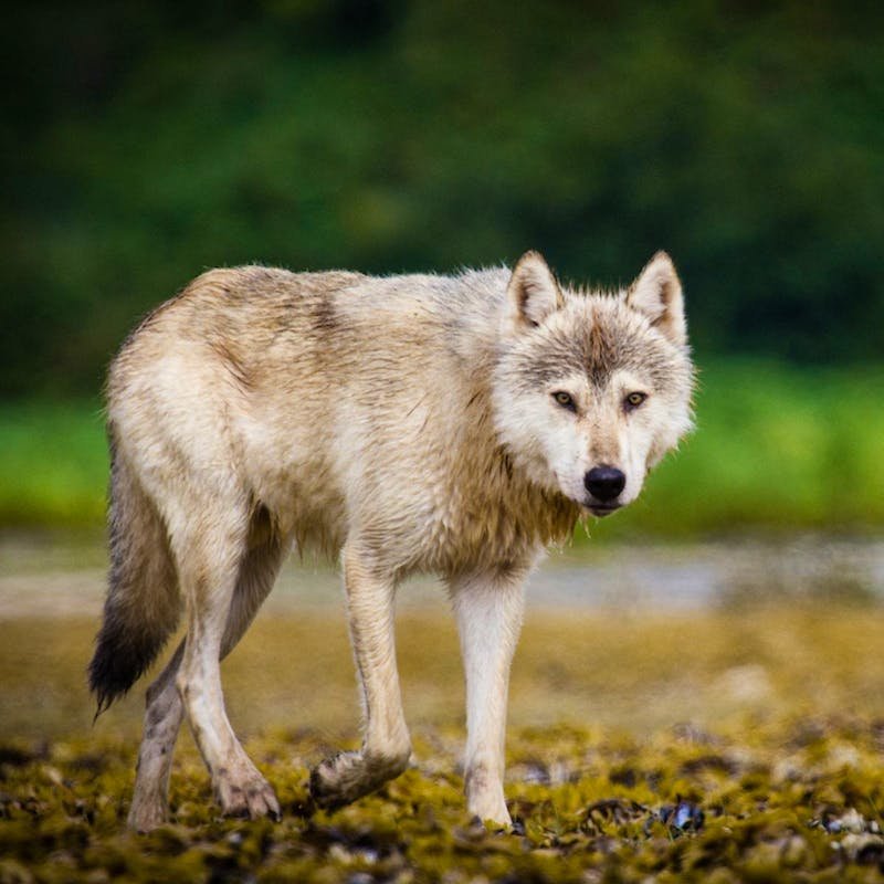 gray wolf walking with paw raised and looking at camera